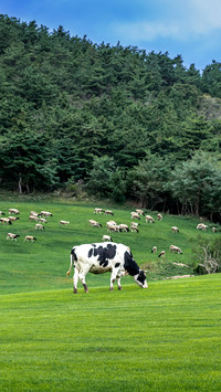 In the morning light of the pasture cattle and sheep