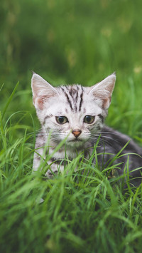 Pet cat55
