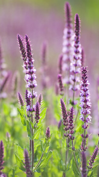 Flowers with medicinal value 25