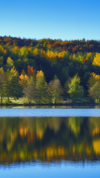 The warm autumn sun dyes the maple forest