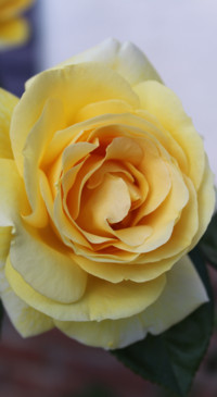 Yellow (25)