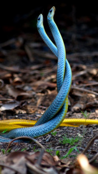 Naga Panchami (3)