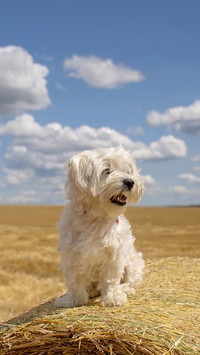 Sweet little maltese pet dog