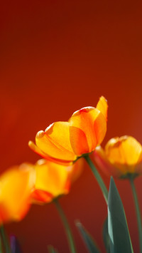 Orange and yellow tulips on orange background