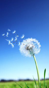 Flying dandelion 86