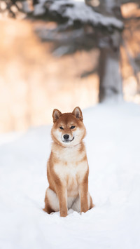 柴犬和秋田犬的区别