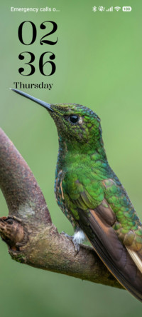 Tiny Hummer