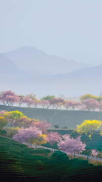 春润茶园