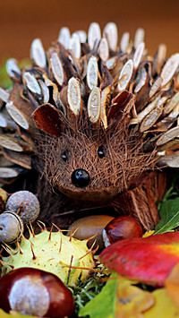 Hedgehog (4)