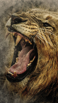 King Of Jungle (7)