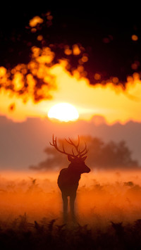 International-Deer