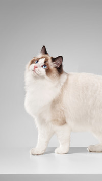 A ragdoll cat with its head tilted back