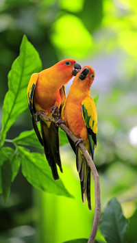 Why parrots learn to tongue 2