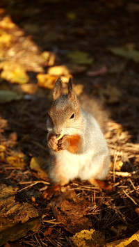 萌动世界的奇妙生灵