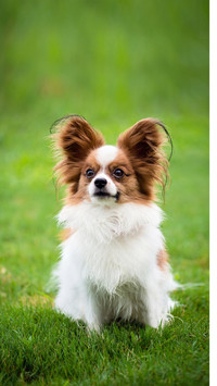 Dog54
