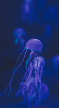 Marine (3)