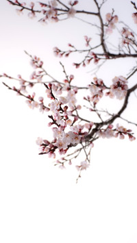 Cherry Blossoms