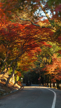 Autumn street