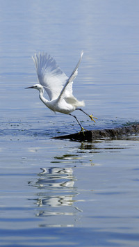 Spring herons flock to enjoy themselves 7