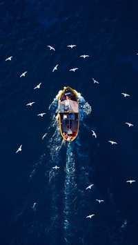 The wisdom of seagulls following ships in flight