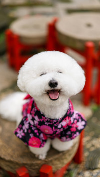 Are you a dog favorite 36