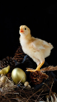 The small animals in the illustration 0