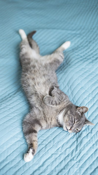 The cats sleeping posture is so peculiar