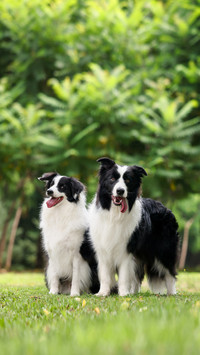 Pets also need your companionship