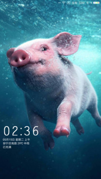 PIG