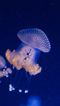 海洋生物-拍信图库