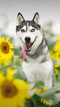 Dog485