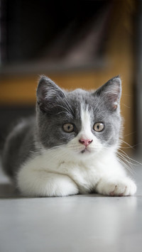 小奶猫喂食技巧