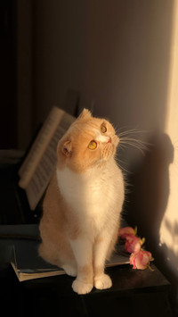 Elegant and Serene Scottish Fold Cat