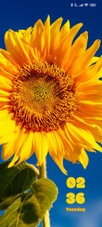 Sunflower