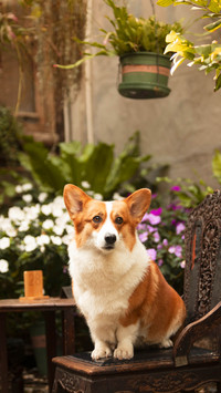 Dog spoiled behavior 15
