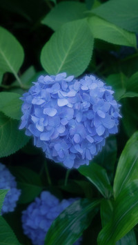 “千面女郎”绣球花