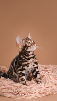 可爱的猫咪-拍信图库
