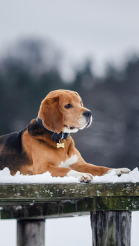 Dog87