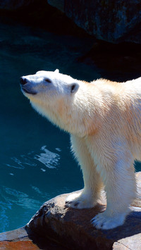 Lovely Polar Bear (2)