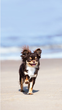 Happy chihuahua dog running on a beach