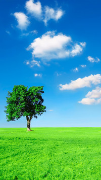 Green Grass And Blue Sky