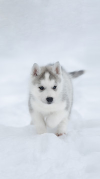Siberian Husky in Winter Landscape