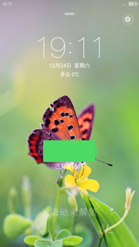 蝴蝶花开