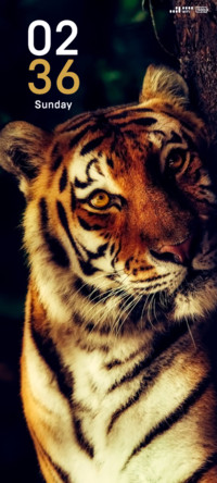 Sleeping Tiger