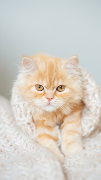 小猫咪有什么坏心眼呢