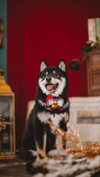 柴犬真的好养吗
