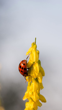 Color insects-03