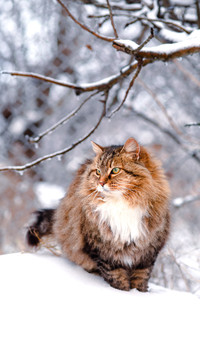 Pets on winter nature rural scene