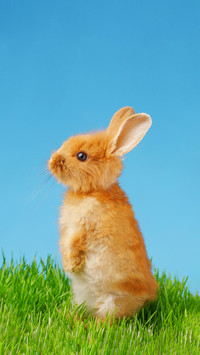 Little rabbit and easter eggs in green grass with blue sky