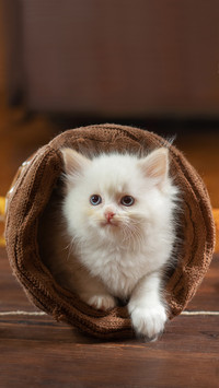 Lovely animals-02